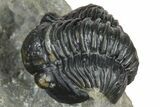 Two Detailed Gerastos Trilobite Fossils - Morocco #376924-7